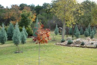 6607 Conifer Cove 52 78736.jpg